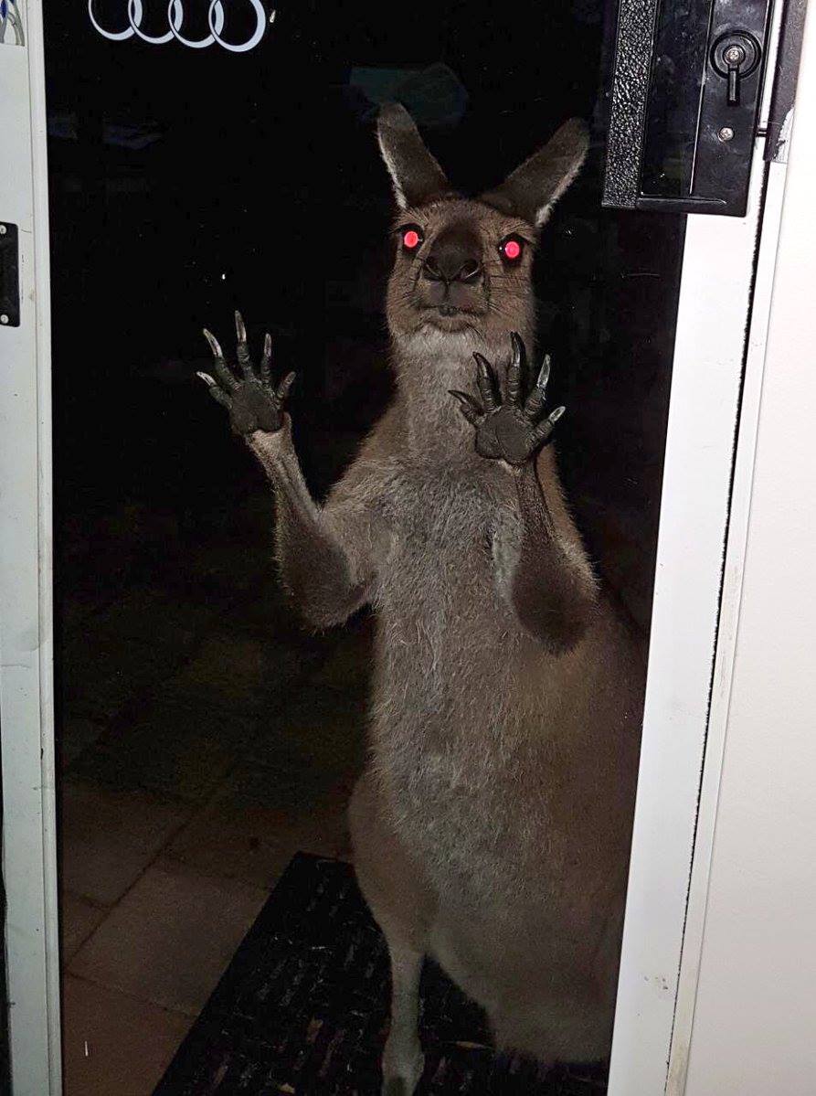 Kangaroo Blank Meme Template