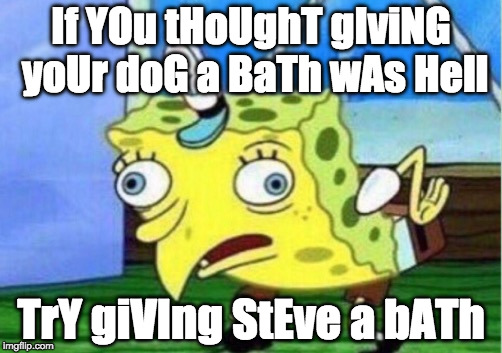 Mocking Spongebob | If YOu tHoUghT gIviNG yoUr doG a BaTh wAs Hell; TrY giVIng StEve a bATh | image tagged in mocking spongebob | made w/ Imgflip meme maker