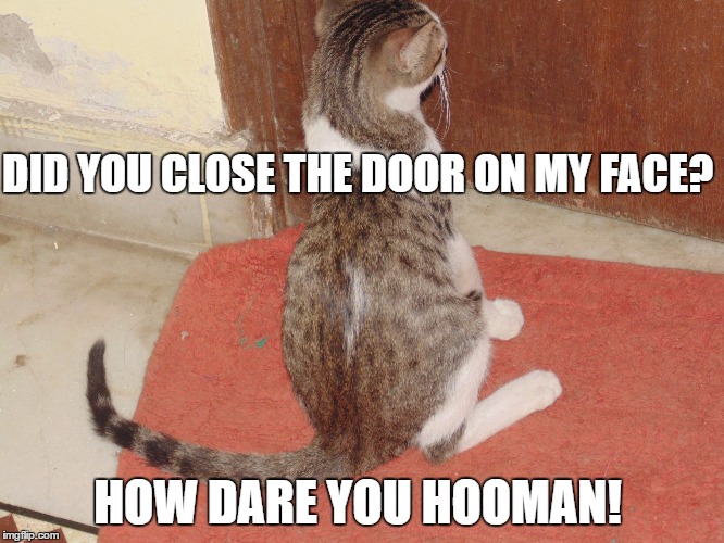 DID YOU CLOSE THE DOOR ON MY FACE? HOW DARE YOU HOOMAN! | image tagged in door and a cat | made w/ Imgflip meme maker