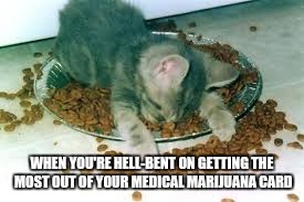 The Munchies Is REAL | WHEN YOU'RE HELL-BENT ON GETTING THE MOST OUT OF YOUR MEDICAL MARIJUANA CARD | image tagged in memes,munchies,cats,medical marijuana,weed,420 | made w/ Imgflip meme maker