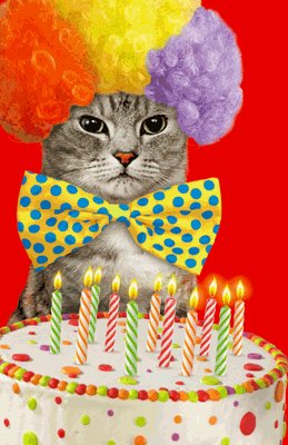 High Quality Birthday cat Blank Meme Template