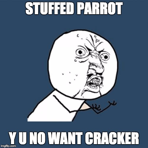 Y U No Meme | STUFFED PARROT; Y U NO WANT CRACKER | image tagged in memes,y u no | made w/ Imgflip meme maker