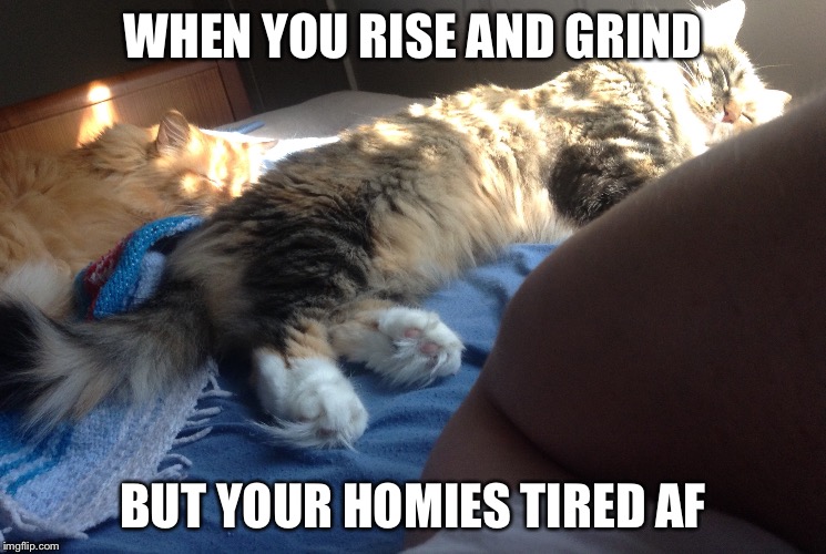 Sunday morning be the toughest!  | WHEN YOU RISE AND GRIND; BUT YOUR HOMIES TIRED AF | image tagged in cats,cat | made w/ Imgflip meme maker