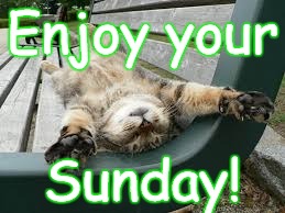 Enjoy your Sunday | Enjoy your; Sunday! | image tagged in cat relaxing bench sunday | made w/ Imgflip meme maker