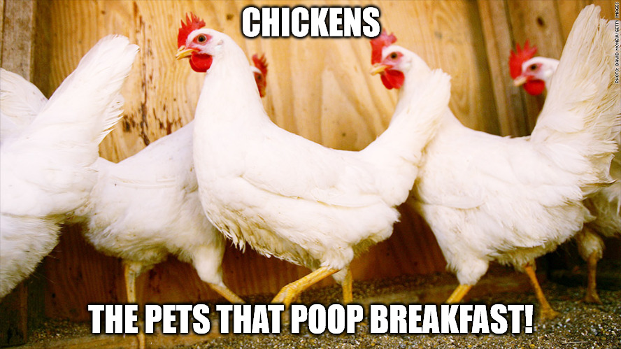 Keep your yappy pedigree dogs. At best, they produce fertilizer for your food's food | CHICKENS; THE PETS THAT POOP BREAKFAST! | image tagged in memes,chickens,eggs,breakfast,pets | made w/ Imgflip meme maker