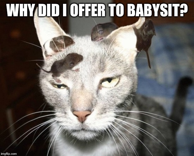 Nice Squeakers there | WHY DID I OFFER TO BABYSIT? | image tagged in cats,mice,babysitter,funny | made w/ Imgflip meme maker