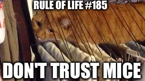 That's a situation I'm glad I'm not stuck in | RULE OF LIFE #185; DON'T TRUST MICE | image tagged in cats,mice,funny,clothes | made w/ Imgflip meme maker