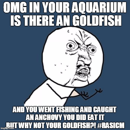 Y U No Meme | OMG IN YOUR AQUARIUM IS THERE AN GOLDFISH; AND YOU WENT FISHING AND CAUGHT AN ANCHOVY YOU DID EAT IT BUT WHY NOT YOUR GOLDFISH?! #RASICM | image tagged in memes,y u no | made w/ Imgflip meme maker