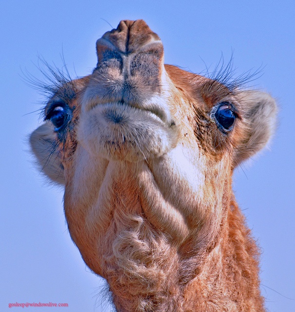High Quality arab camel-piss drinker Blank Meme Template