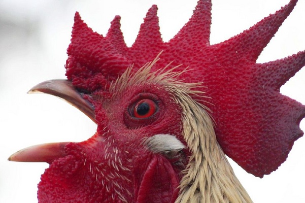 Rooster Face Blank Meme Template