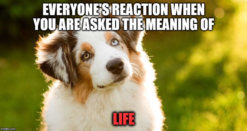 Dogs Dez Days | EVERYONE'S REACTION WHEN YOU ARE ASKED THE MEANING OF; LIFE | image tagged in life | made w/ Imgflip meme maker