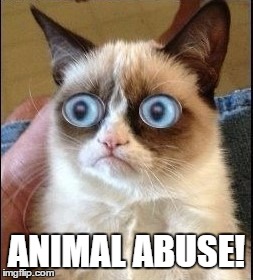 Grumpy Cat Shocked | ANIMAL ABUSE! | image tagged in grumpy cat shocked | made w/ Imgflip meme maker