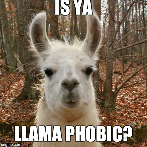 What'dya mean you want a fence around your house? | IS YA; LLAMA PHOBIC? | image tagged in yo llama | made w/ Imgflip meme maker