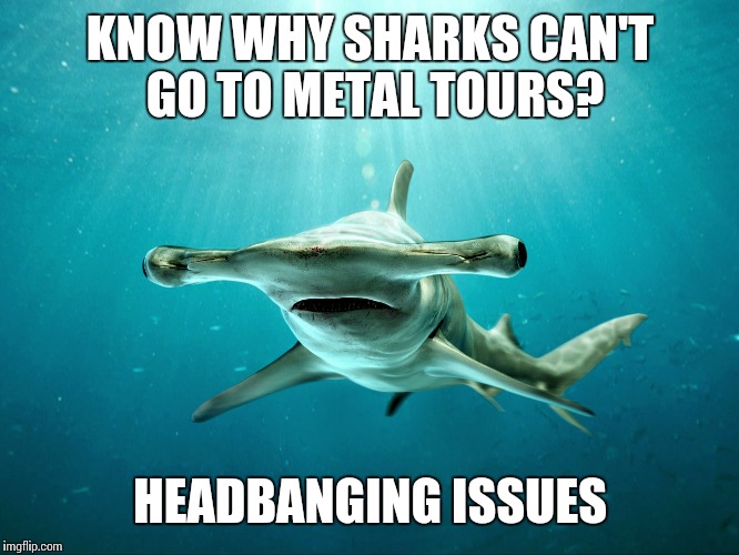 Don't be sad, they can still "hammer on" :) | KNOW WHY SHARKS CAN'T GO TO METAL TOURS? HEADBANGING ISSUES | image tagged in memes,sharks,jokes,metal | made w/ Imgflip meme maker