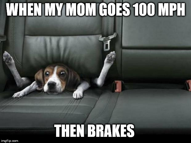 funny dog back seat | WHEN MY MOM GOES 100 MPH; THEN BRAKES | image tagged in funny dog back seat | made w/ Imgflip meme maker