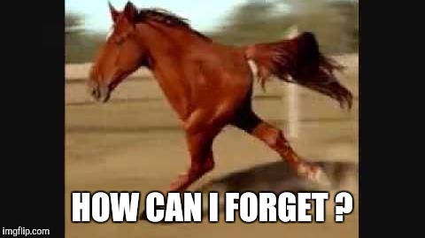 Memes, Horse, Funny | HOW CAN I FORGET ? | image tagged in memes horse funny | made w/ Imgflip meme maker
