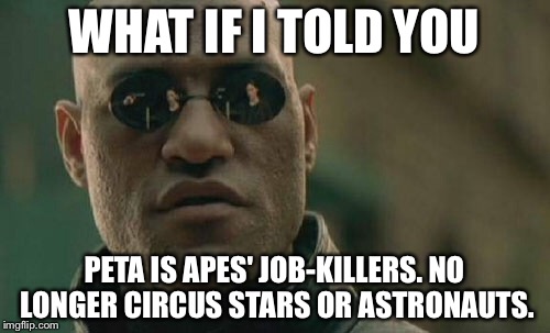 PETA is apes' job killers - no monkey circus or chimp astronauts | WHAT IF I TOLD YOU; PETA IS APES' JOB-KILLERS. NO LONGER CIRCUS STARS OR ASTRONAUTS. | image tagged in memes,matrix morpheus,peta,flying monkeys,politicians suck,circus | made w/ Imgflip meme maker