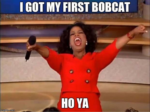 Oprah You Get A | I GOT MY FIRST BOBCAT; HO YA | image tagged in memes,oprah you get a | made w/ Imgflip meme maker