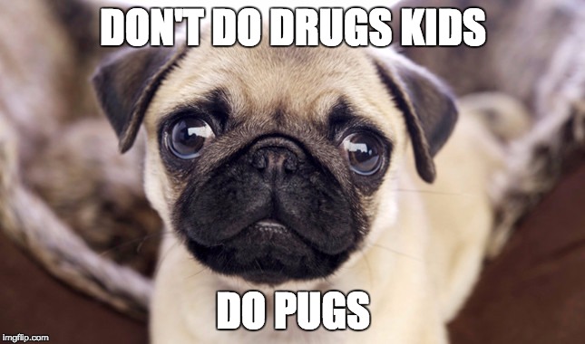 drugs | DON'T DO DRUGS KIDS; DO PUGS | image tagged in pugs | made w/ Imgflip meme maker
