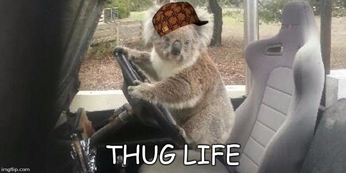 koala rolling | THUG LIFE | image tagged in koala rolling,scumbag | made w/ Imgflip meme maker