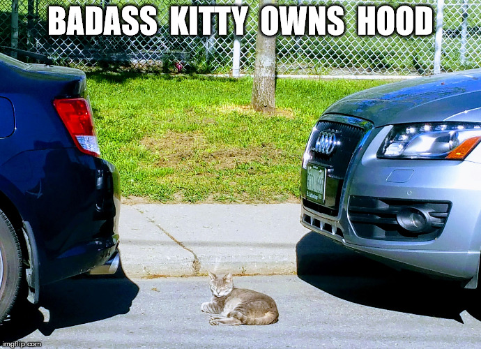 BADASS  KITTY  OWNS  HOOD | image tagged in badd ass kitty owns hood | made w/ Imgflip meme maker