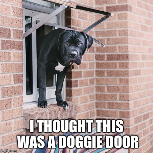 I THOUGHT THIS WAS A DOGGIE DOOR | made w/ Imgflip meme maker