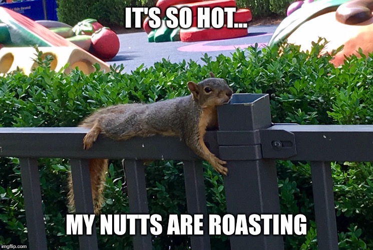 image tagged in squirrel,memes | made w/ Imgflip meme maker