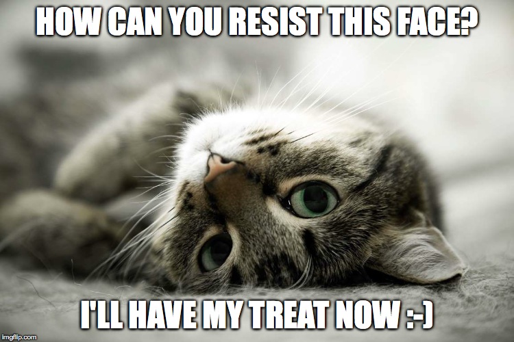 Irresistable | HOW CAN YOU RESIST THIS FACE? I'LL HAVE MY TREAT NOW :-) | image tagged in resist | made w/ Imgflip meme maker