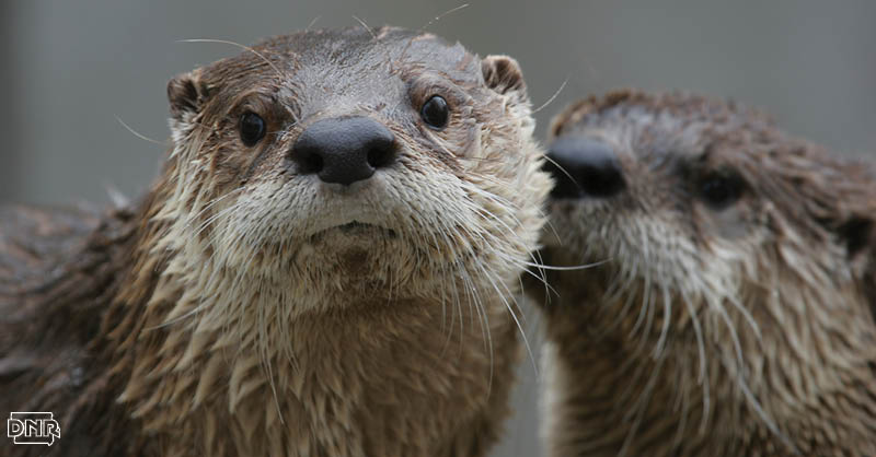 But otters Blank Meme Template