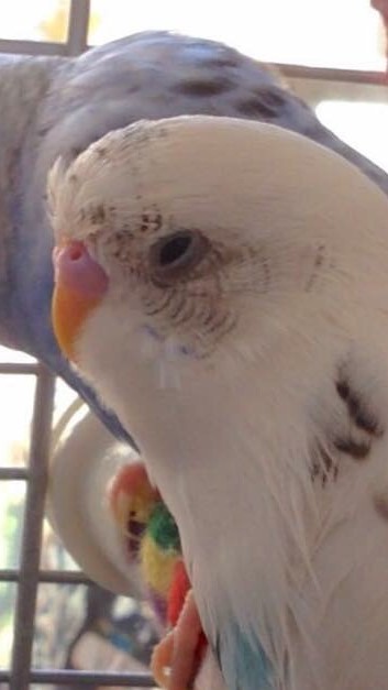 High Quality BIRB Blank Meme Template