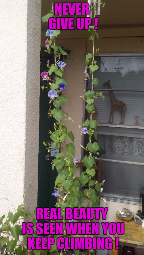 Follow the Morning Glory, Keep on Climbing! Don't Give Up ! | NEVER GIVE UP ! REAL BEAUTY IS SEEN WHEN YOU KEEP CLIMBING ! | image tagged in never give up,inspirational quotes,monday morning,good morning,gardening | made w/ Imgflip meme maker