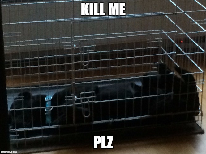 kill me plz | KILL ME; PLZ | image tagged in meme,labrador | made w/ Imgflip meme maker