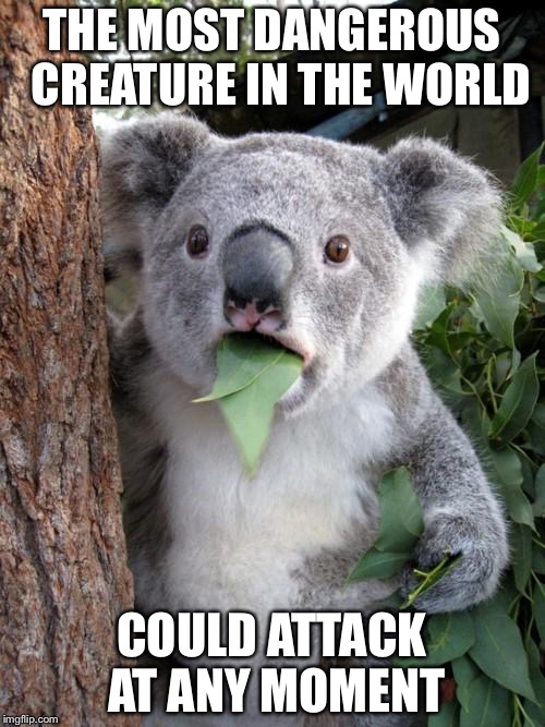Surprised Koala | THE MOST DANGEROUS  CREATURE IN THE WORLD; COULD ATTACK AT ANY MOMENT | image tagged in memes,surprised koala | made w/ Imgflip meme maker