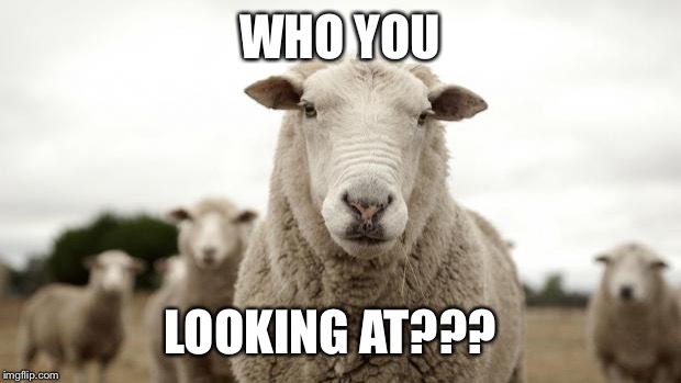 Sheep | WHO YOU; LOOKING AT??? | image tagged in sheep | made w/ Imgflip meme maker