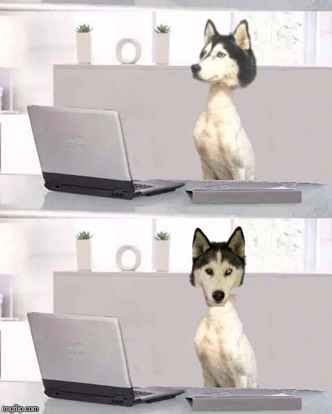 Caption this new template.  Hide The Pain Husky | image tagged in memes,new template,hide the pain husky | made w/ Imgflip meme maker