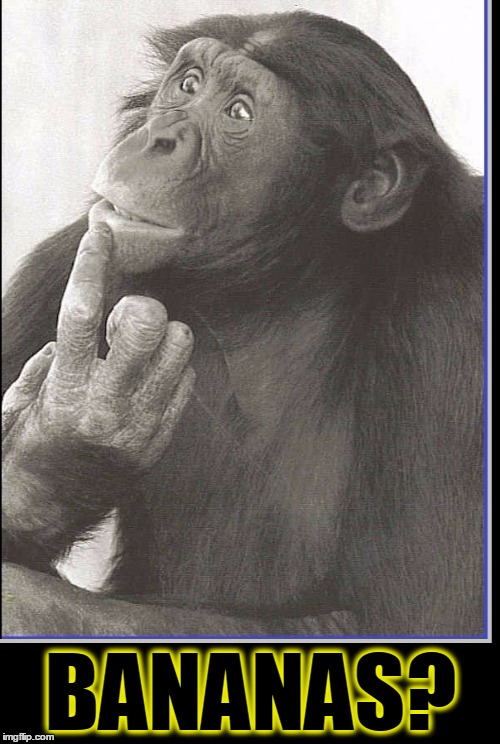 What is the Meaning of Life? | BANANAS? | image tagged in vince vance,monkeys,bananas,bonzo,the thinker,memes | made w/ Imgflip meme maker