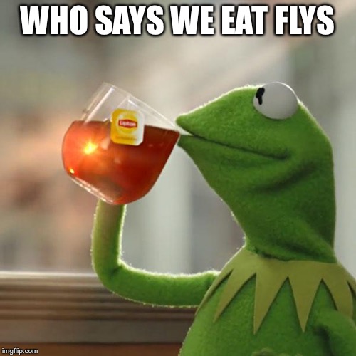 But That's None Of My Business Meme | WHO SAYS WE EAT FLYS | image tagged in memes,but thats none of my business,kermit the frog | made w/ Imgflip meme maker