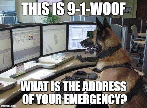 Hey Boss, I am taking a sick day - my dog can fill in for me, though! | THIS IS 9-1-WOOF; WHAT IS THE ADDRESS OF YOUR EMERGENCY? | image tagged in police dog,911 | made w/ Imgflip meme maker
