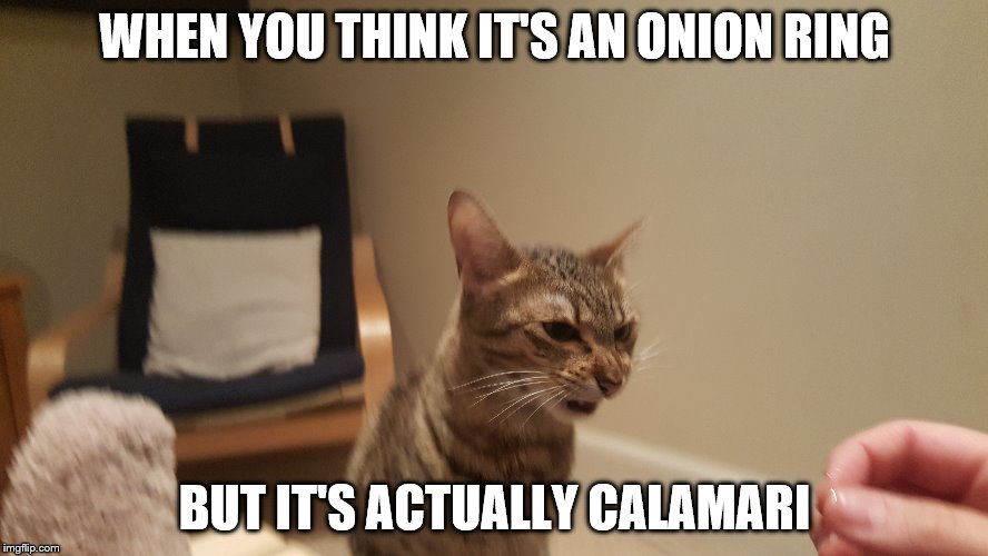 Calamari Ring Suprise | WHEN YOU THINK IT'S AN ONION RING; BUT IT'S ACTUALLY CALAMARI | image tagged in calamari,cat,eating,onion ring | made w/ Imgflip meme maker