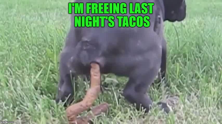 I'M FREEING LAST NIGHT'S TACOS | made w/ Imgflip meme maker