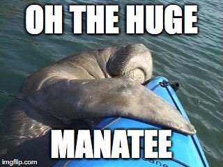 OH THE HUGE; MANATEE | image tagged in manatee,kayak | made w/ Imgflip meme maker