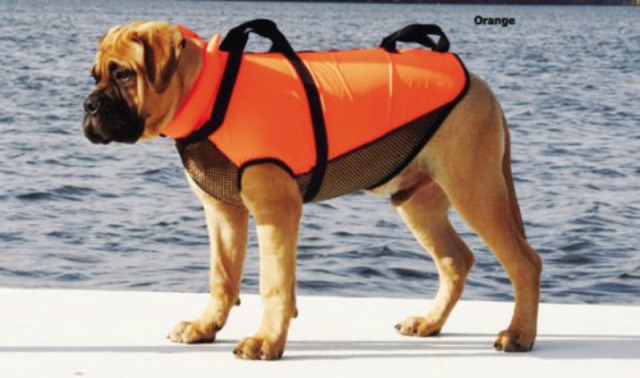 High Quality LifeJacket Dog Blank Meme Template