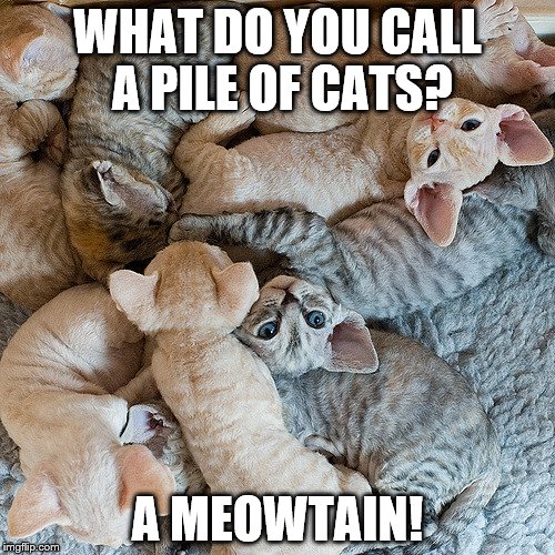 CAT PUNZ FOR DAYZZZ! | WHAT DO YOU CALL A PILE OF CATS? A MEOWTAIN! | image tagged in cats,memes | made w/ Imgflip meme maker