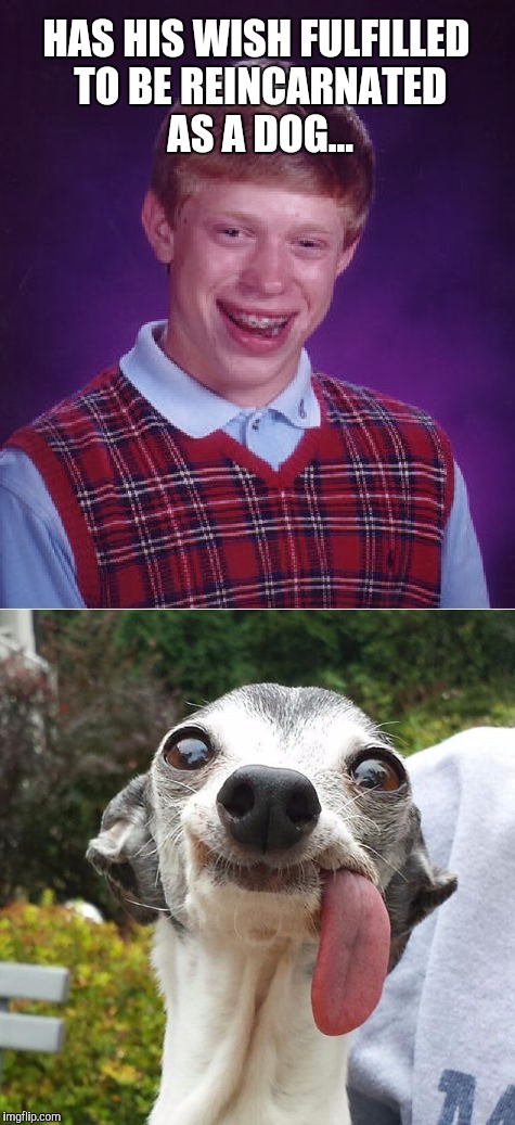 HAS HIS WISH FULFILLED TO BE REINCARNATED AS A DOG... | image tagged in jbmemegeek,bad luck brian,ugly dog | made w/ Imgflip meme maker