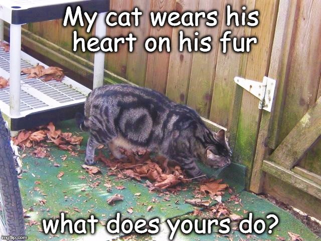 My cat wears his heart on his fur; what does yours do? | image tagged in cute cat,heart,funny cats | made w/ Imgflip meme maker