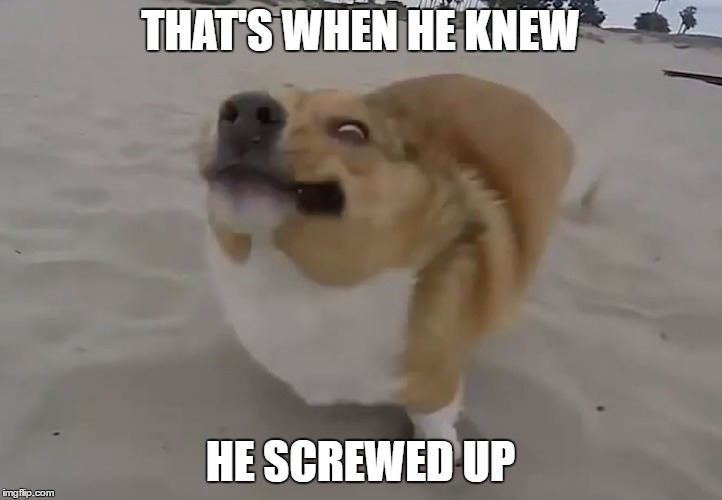 that's when he knew he screwed up dog version | THAT'S WHEN HE KNEW; HE SCREWED UP | image tagged in dog,meme,screwedup,falling,fail | made w/ Imgflip meme maker