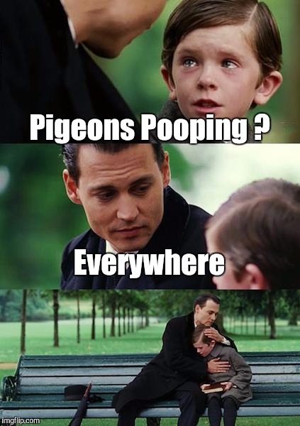 BIRDS, Part Deux | Pigeons​ Pooping ? Everywhere | image tagged in memes,finding neverland | made w/ Imgflip meme maker