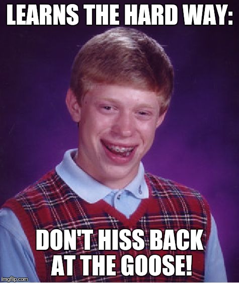 Yes, I did. | LEARNS THE HARD WAY:; DON'T HISS BACK AT THE GOOSE! | image tagged in memes,bad luck brian | made w/ Imgflip meme maker