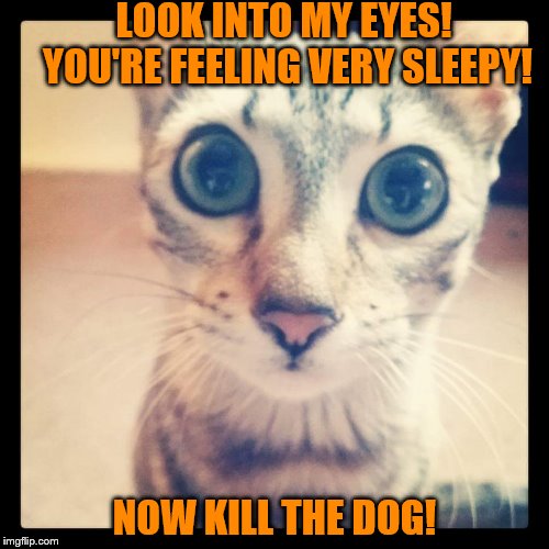HynoCat | LOOK INTO MY EYES!
    YOU'RE FEELING VERY SLEEPY! NOW KILL THE DOG! | image tagged in cat,eyes,hypnosis | made w/ Imgflip meme maker