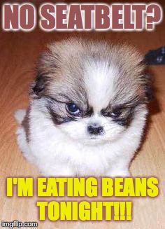 seatbelt doggy | NO SEATBELT? I'M EATING BEANS TONIGHT!!! | image tagged in funny memes | made w/ Imgflip meme maker